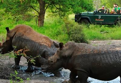 Safaris in Africa