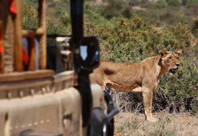 Kenya Safaris