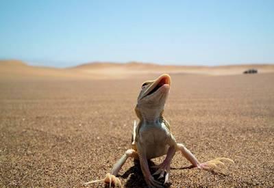 Swakopmund Day Tours