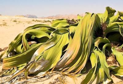 Swakopmund Hotels