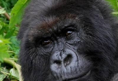 Uganda Safaris