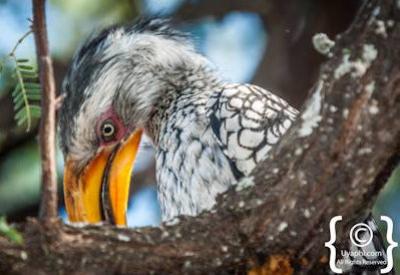 Botswana Bird Pictures