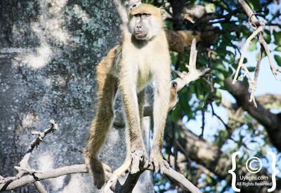 Botswana Wildlife Pictures