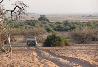 Botswana Buffalo Safari