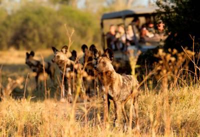 Botswana Miracle Rivers Safari