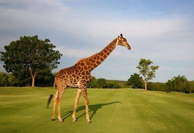 Hans Merensky Golf Course Phalaborwa Kruger National Park elephants giraffe wildlife Robert Grimsdell golf