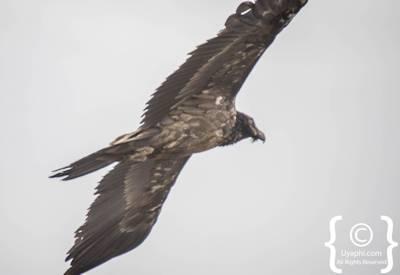 Ethiopia Bird Photographs