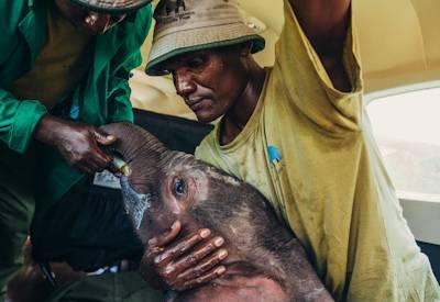 Sheldrick Wildlife Private Visit