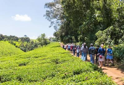 Kiambethu Tea Farm