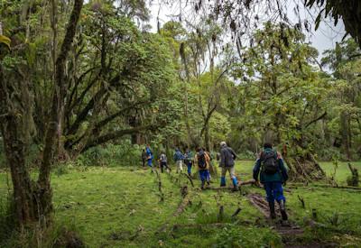 Primate Encounters Safari