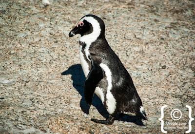 Boulders Beach Penguins