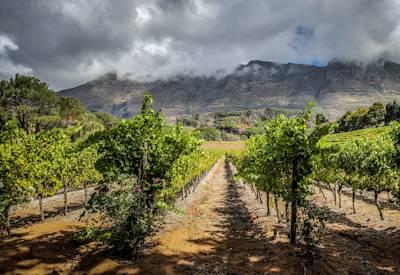 Buitenverwachting Wine Estate