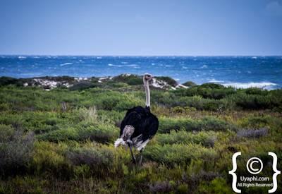 Cape Point Nature Reserve