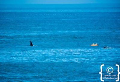 Whale Watching
