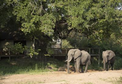 Tintswalo Safari Lodge