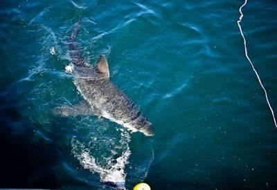 Great White Shark Islands