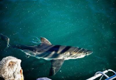 Great White Viewing Season