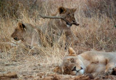 Lions resting in dry winter grass in the Madikwe Game Reserve, North West Province, South Africa