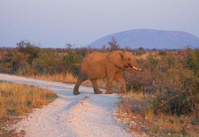 Elephant crossing the dirt road at dusk on the transfer route into the Madikwe Game Reserve
