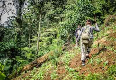 Uganda Gorilla Safari