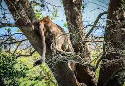 Unspoilt Uganda Safari
