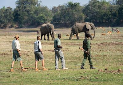 Luangwa Walking Safari
