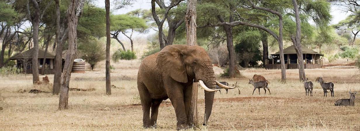 Sanctuary Swala Camp