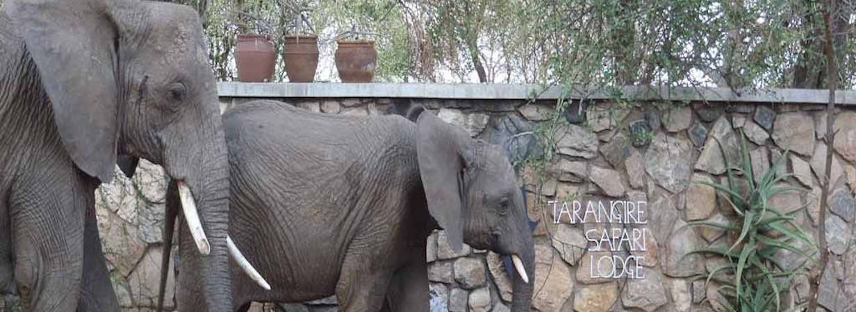 Tarangire Safari Lodge