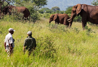 Tarangire Treetops Lodge walking safari night drive Maasai experience Tanzania Elewana
