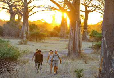 Jabali Ridge game drives night drives walking safaris lion wild dog buffalo Ruaha Tanzania