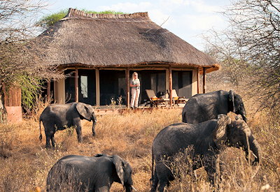 Little Oliver's Camp elephant wildlife walking through Tarangire National Park Tanzania