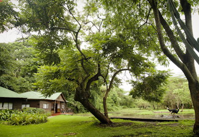 Mount Meru Game Lodge birdlife wildlife sanctuary coffee farm tour Kilimanjaro golf Tanzania