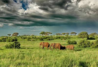 Oliver's Camp game drive night drive walking safari fly camping balloon Tarangire Tanzania