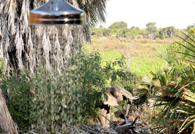 Roho ya Selous outdoor shower en-suite elephant nearby Selous Game Reserve Tanzania