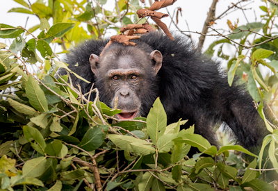 Wild chimpanzee habituation experience Rubondo Island Camp Lake Victoria Tanzania Asilia