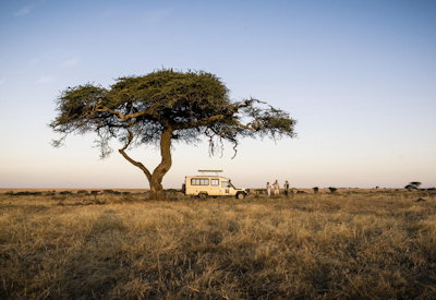 Sanctuary Kusini Camp southern Serengeti calving wildebeest cheetah January March Tanzania