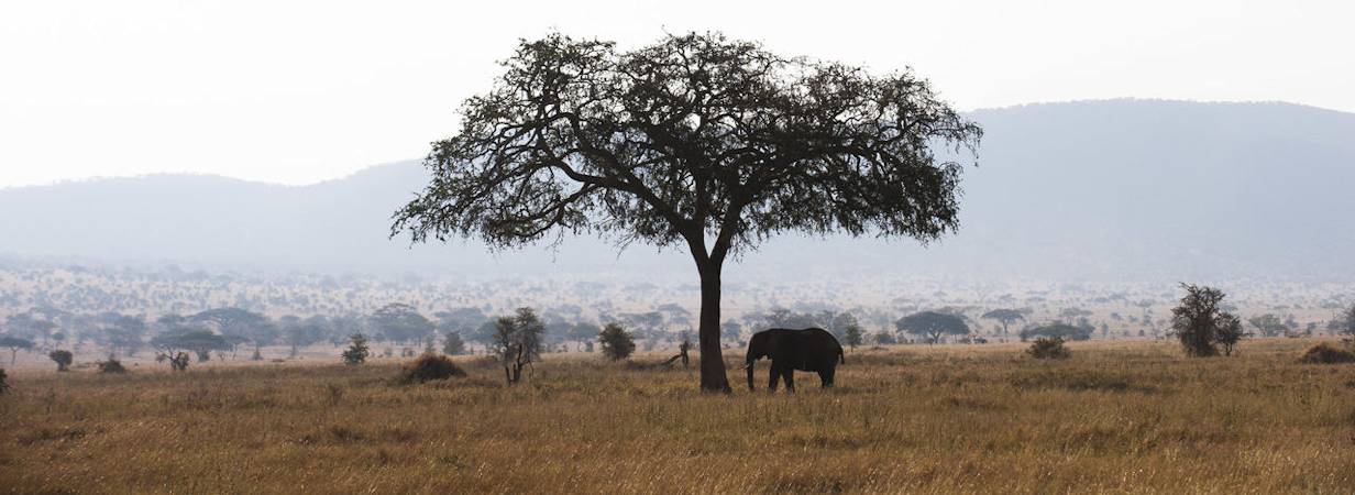 Carefree Tanzania Safari