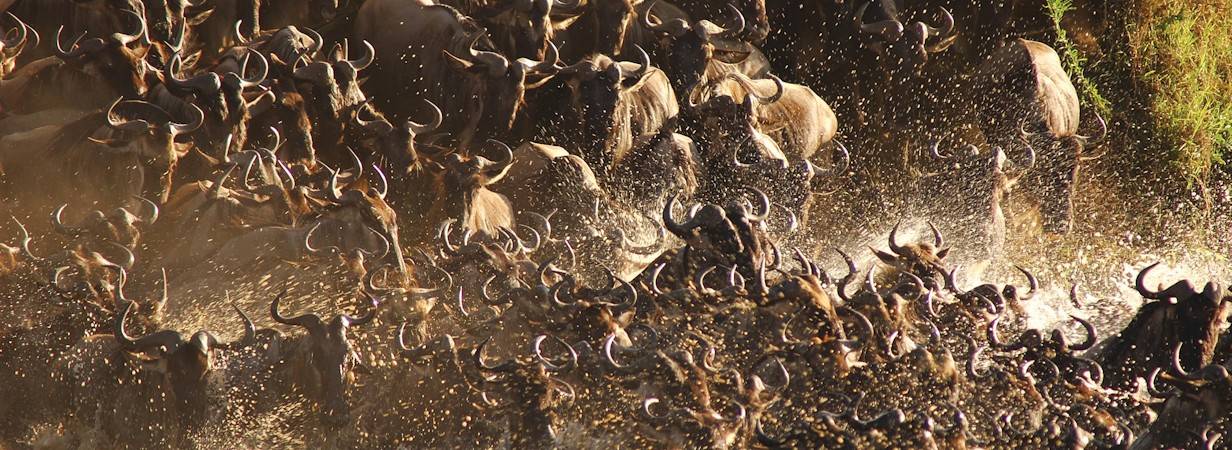 Migration And Beach Safari