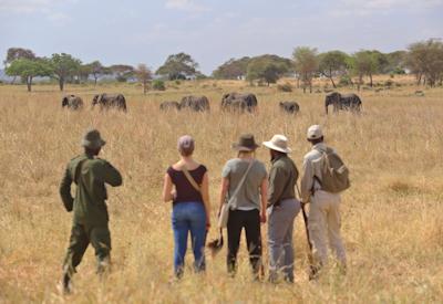 Oliver's Camp walking safari Tarangire baobab giraffe elephant Best Asilia Walking Safari