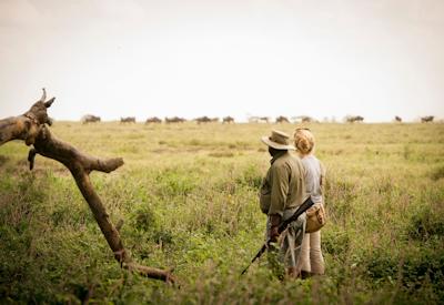 Serengeti National Park open vehicle game drive Best Asilia Walking Safari Tanzania