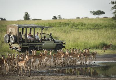 Sayari Camp Lamai Wedge northern Serengeti Mara River wildebeest Tanzania Asilia
