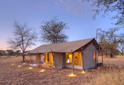 Serengeti National Park lion cheetah elephant Great Migration Best Of Asilia Safari Tanzania