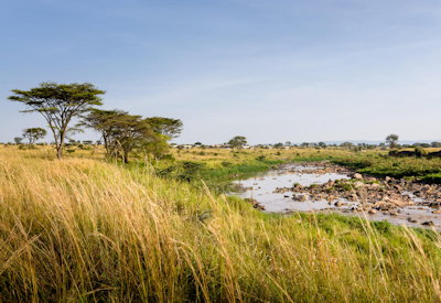 Northern Serengeti Great Migration wildebeest Grumeti Singita Fly In Express Tanzania