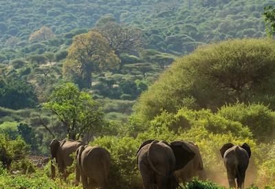 Lake Manyara Serena Lodge Rift Valley escarpment views Kifaru Safari Tanzania