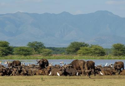 Serengeti Serena Lodge Great Migration wildebeest Kifaru Safari Tanzania