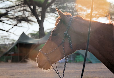 Series 1 Land Rovers 1949-56 vintage Maasai steppe Lolkisale Horseback Safari Tanzania