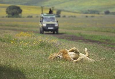 Ngorongoro Crater floor picnic lunch Big Five black rhino UNESCO World Heritage Tanzania