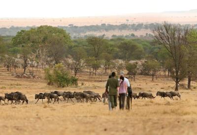 Sayari Camp Lamai Wedge northern Serengeti Mara River crossings wildebeest Tanzania