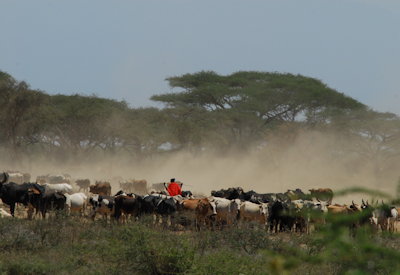 Simanjiro plains calving wildebeest zebra Maasai steppe Maasailand Walking Safari Tanzania