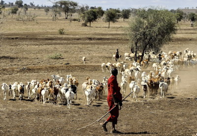 Maasai guided walk medicinal plants savannah freedom Maasailand Walking Safari Tanzania